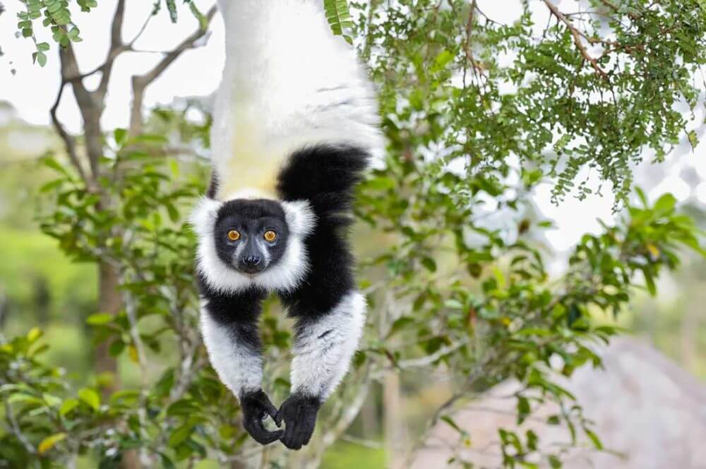 david-traylor-zoo-lemur--featured