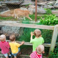 kids watching a mountain lion at the zoo