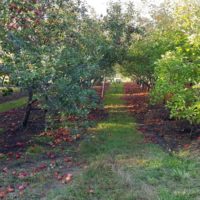 The orchard fruit trees