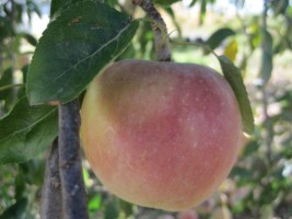An apple at the orchard, north of emporia