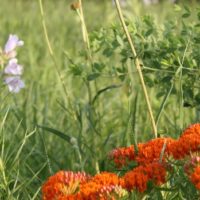Wild flowers and grasses at flint hills wildlife refuge