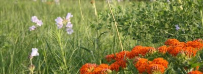 Wild flowers and grasses at flint hills wildlife refuge