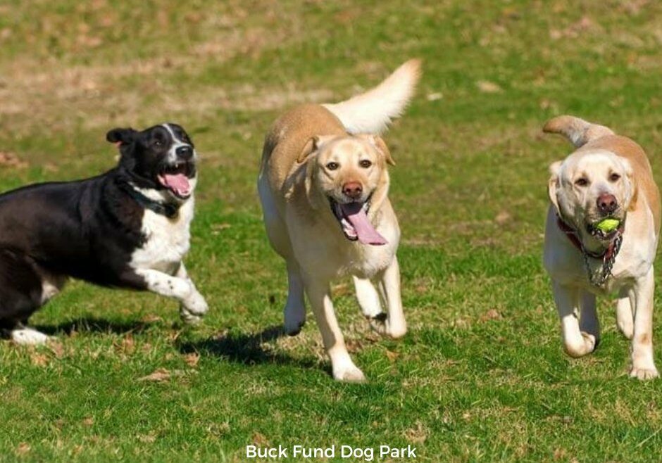 Buck Fund Dog Park