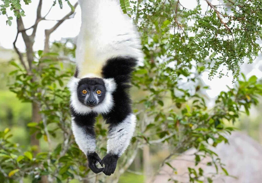 david-traylor-zoo-lemur--featured