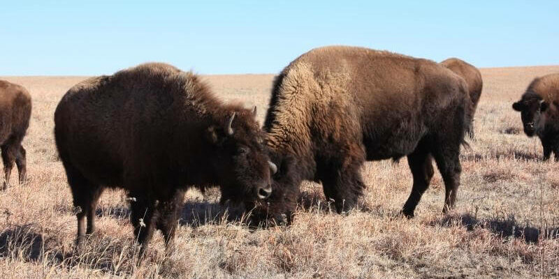 bison grazing at Tallgrass Prairie National Preserve U.S. National Park